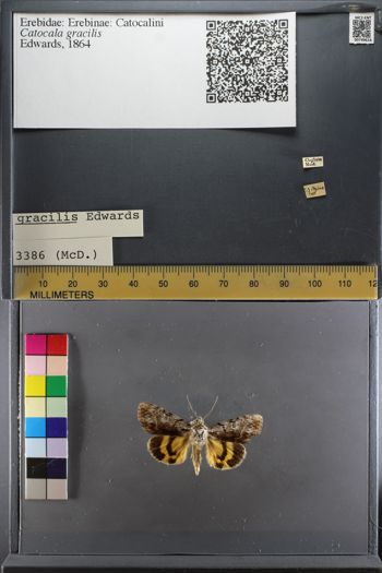 Media type: image;   Entomology 749616
